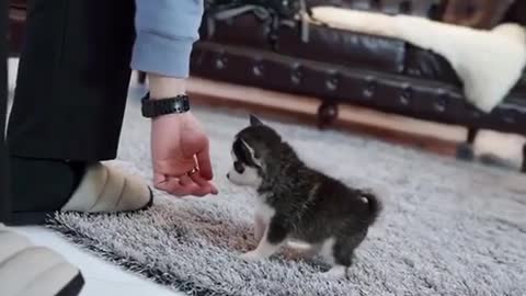 Micro Husky Puppy ''Real'''