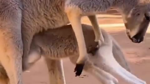 Baby kangaroo entering its mother's pouch