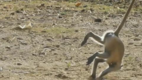 Monkey Business Bonanza: Hilarious Hijinks and Pranky Primates!