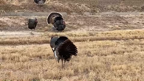 Turkies fighting each other.