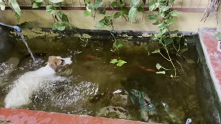 Happy Pup Shares Pond with Fishes