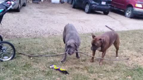 Ambitious dog plays keep away with giant stick