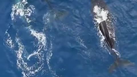 Beautiful whales is swimming in the sea