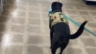 Cornflake the Dog Gets Startled by Halloween Decorations