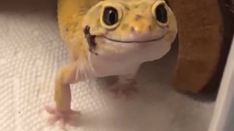 Smiling Gecko! :)