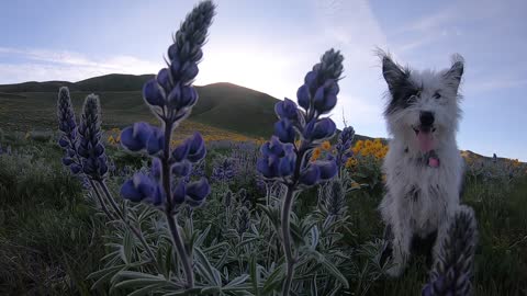 Wildflower Pup