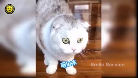 Cute Baby meow videos
