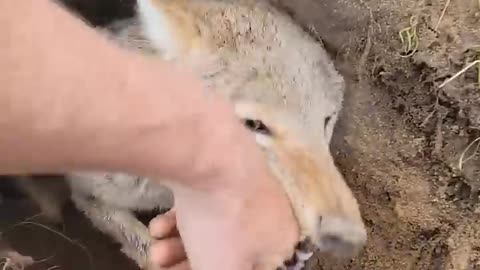 Pet Coyote Denies Friendship During Den Digging -- ViralHog