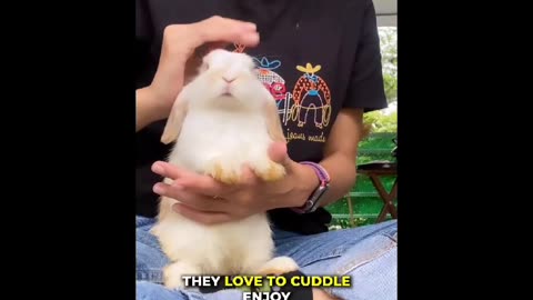 What Makes Rabbit A Great Pet