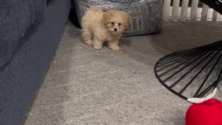 Little Puppy Can't Quite Make the Jump