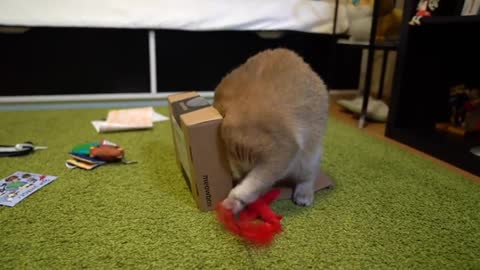 Hosico is loving his new Meowbox toys!
