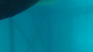 Sealions underwater