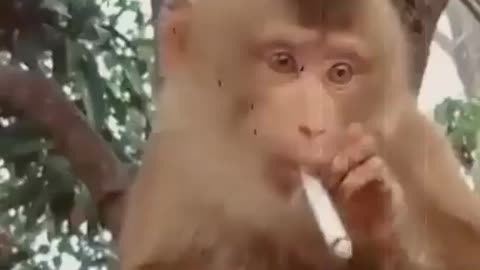 Monkey smoking cigarette - cute and funny video