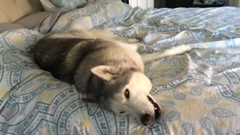 Stubborn Husky Won't Get Out of Bed