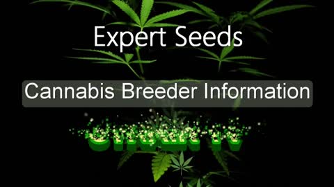 Expert Seeds - Cannabis Strain Series - STRAIN TV