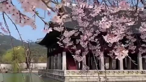 #AntaVaya #SmartWaytoTravel #SakuraKorea #KoreaCherryBlossom #CherryBlossom