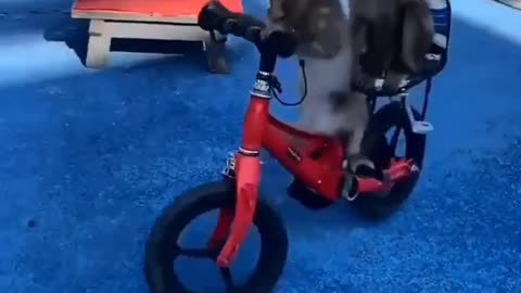Funny Monkey Cycling 😂🐒