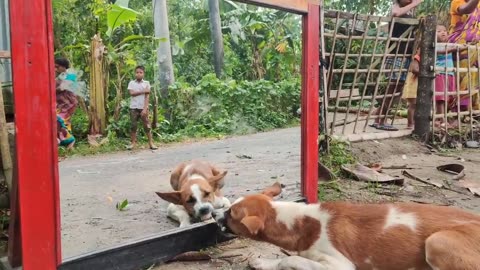 Mad Dog vs Mirror Fight | Funny Mirror Prank on Dog