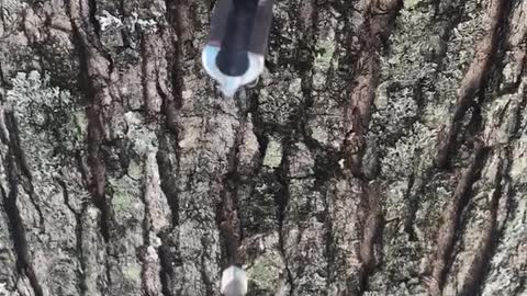 Maple Syrup Tap