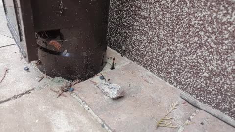 Red Banded Sand Wasp (Ammophila) Digging Hole