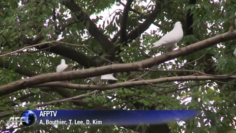 Japon La #Corée du Sud proteste contre les offrandes des dirigeants japonais au sanctuaire Yasukuni.