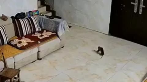 Two Mice argued