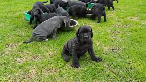 Criadero Mastín Napolitano - Puppies Neapolitan Mastiff