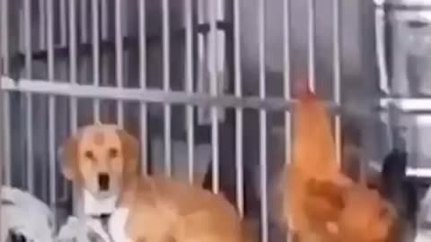 Funny pet video | funny video| funny animals video 🤣🤣🤣
