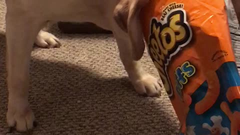 Sneaky pup gets stuck