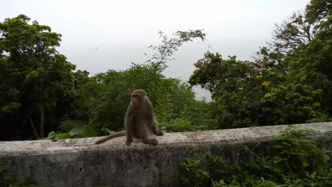 Kaohsiung monkeys 🇹🇼 (2019-05)