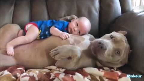 Funny kids and animals, Kids and pets for fun