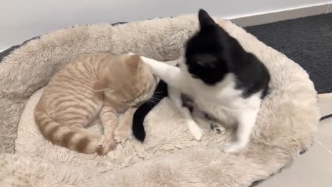 Cat Scolds Kitten For Playing With His Tail