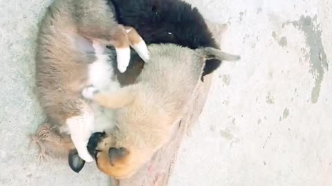 Cute dogs enjoying | puppy
