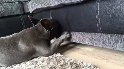 Frenchie looses his ball under the couch