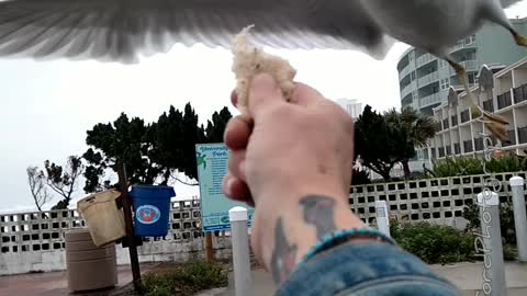 Hand Feeding Seagulls From Inside My Truck