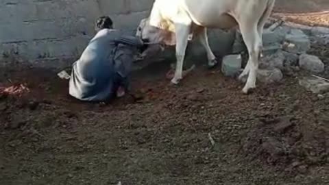 Cow Rope Opening #cattlesfarming