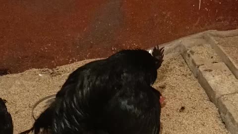 Ayam cemani a very rear and expensive breed