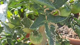 Amazing Tomatoes Plants