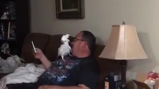 Cacatúa ladradora suena exactamente como un perro