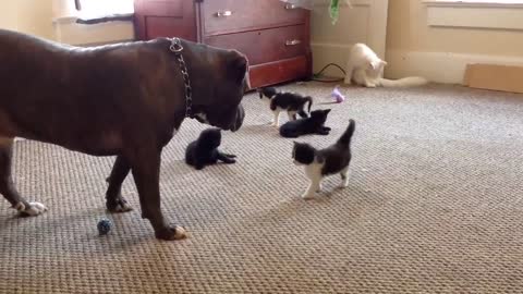 Kitten sees a 100 lb pitbull for the first time, Manny Der APBT