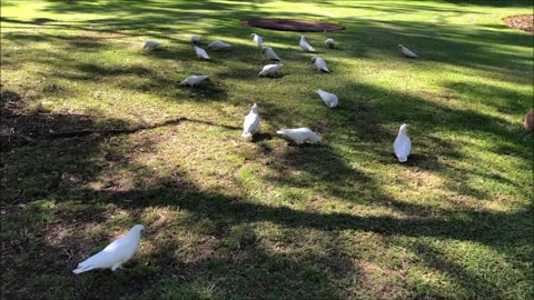 Australian White Cockatoos