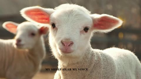 (Rumble Rant) "My Sheep Hear My Voice"