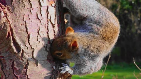"Feeding Time Fun: The Ultimate Squirrel Eating Experience"