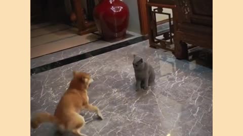 Funny cat and dog video
