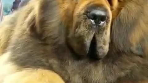 fierce dog, biggest dog ever, biggest dog in the world