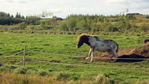 Watch and enjoy how the horse scratches its back on the ground and cleans it from the dirt