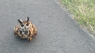 Owl Narrowly Avoids Getting Hit on Highway