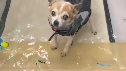 Trying to Get a Senior Dog to Swim
