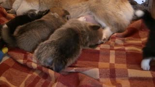 A dog feeding his puppies