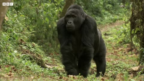 Young Silverback Gorilla Makes Difficult Decision | Growing Up Wild | BBC Earth
